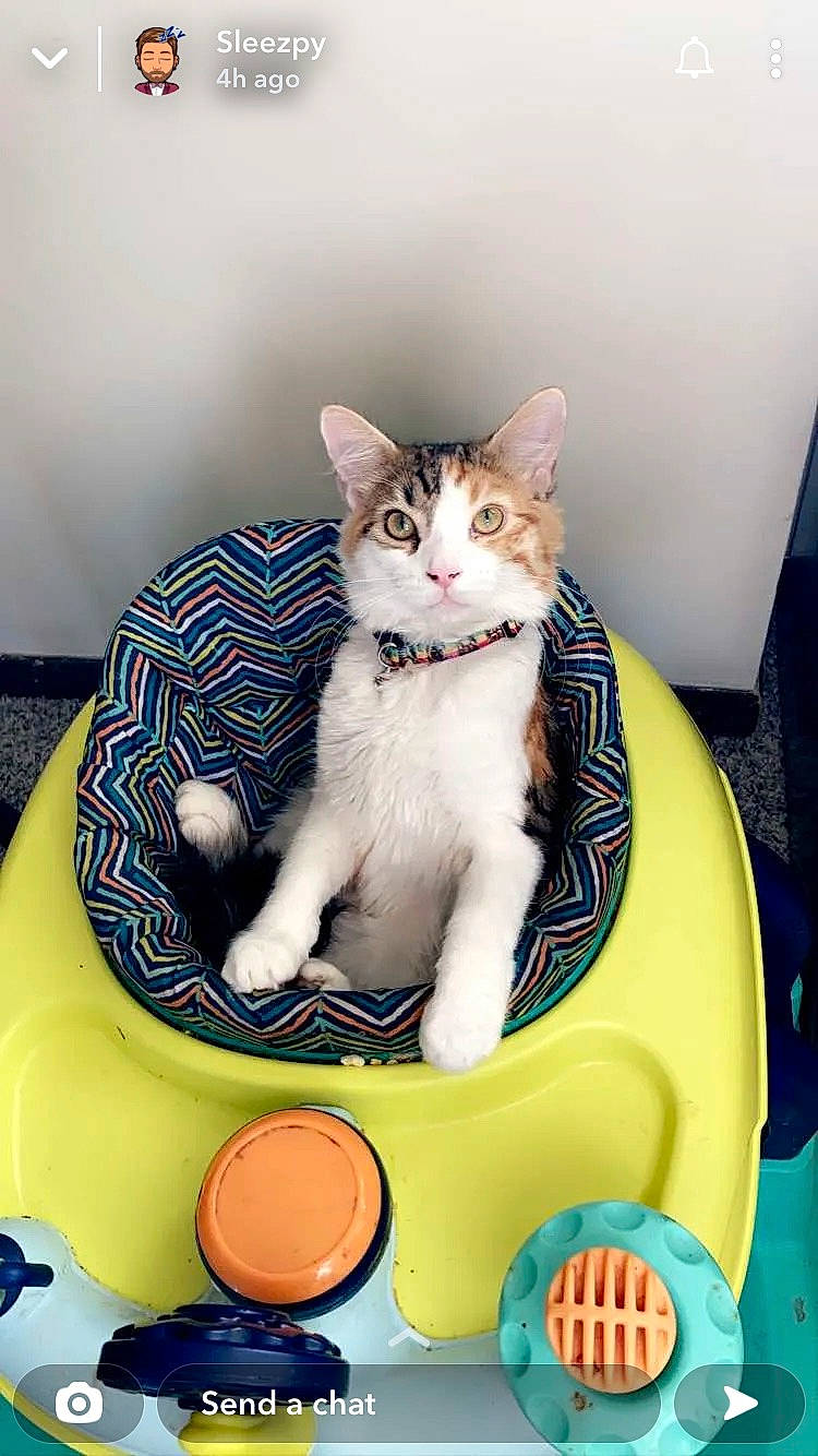 Butterball joined the competition — help win amazing prizes! box, carnivore, cat, cat_supply, comfort, dishware, domestic_short_haired_cat, felidae, fur, paw, pet_supply, recreation, sitting, small_to_medium_sized_cats, tail, whiskers