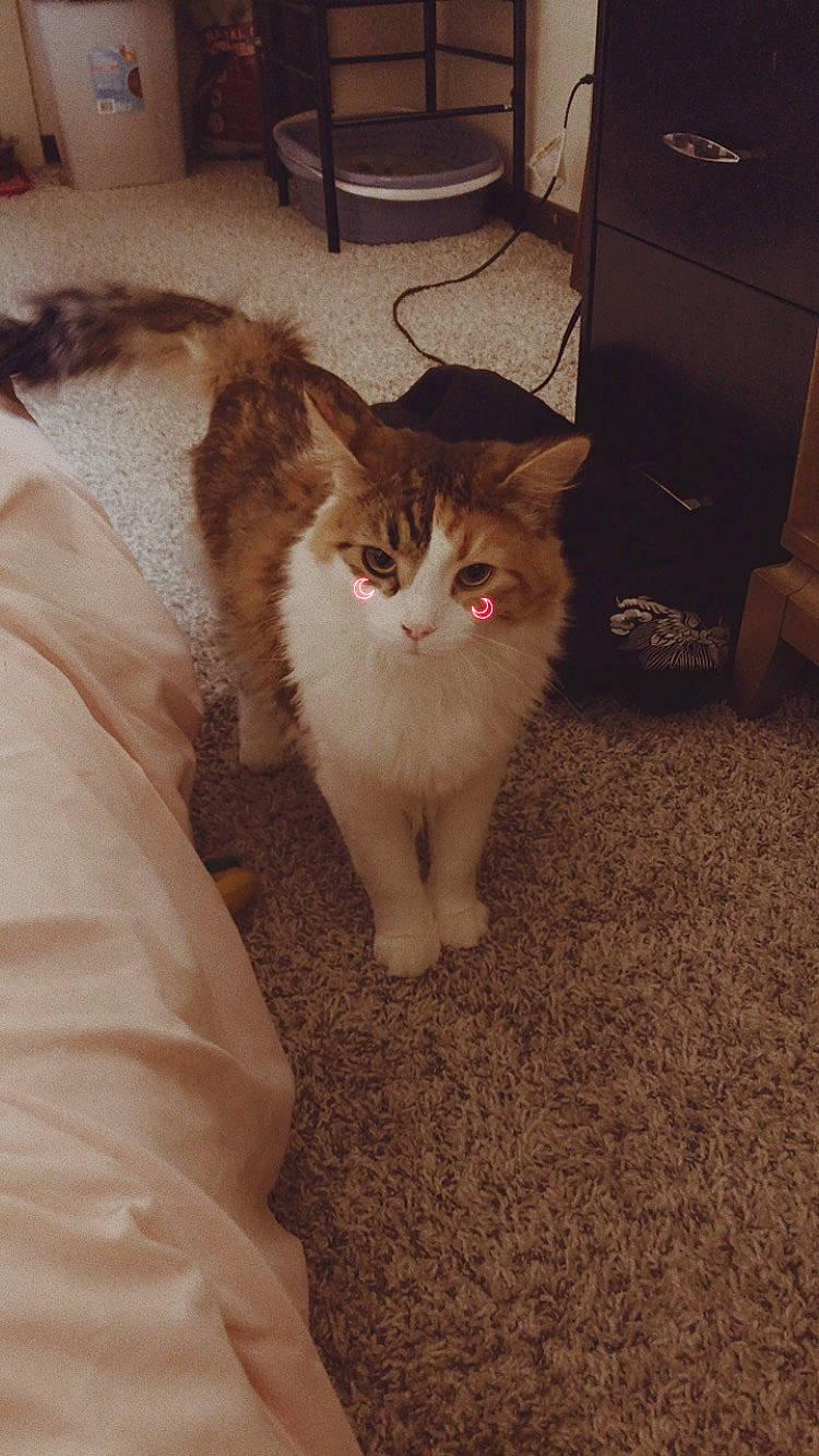 Butterball joined the competition — help win amazing prizes! box, cabinetry, carnivore, cat, chest_of_drawers, comfort, domestic_short_haired_cat, drawer, fawn, felidae, flooring, fur, hardwood, home_appliance, paw, small_to_medium_sized_cats, snout, tail, whiskers, wood