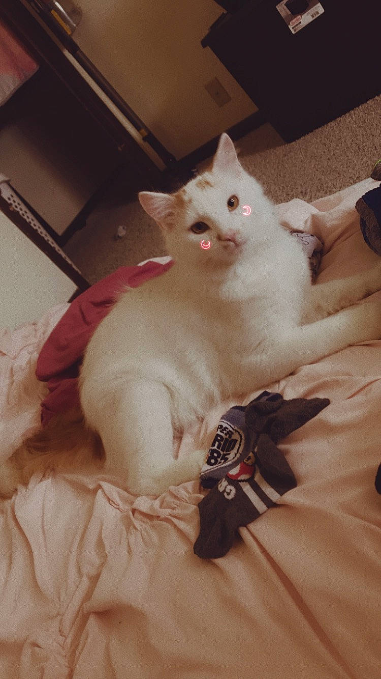 Simon joined the competition — help win amazing prizes! carnivore, cat, claw, comfort, domestic_short_haired_cat, fawn, felidae, fur, paw, sitting, small_to_medium_sized_cats, snout, tail, whiskers