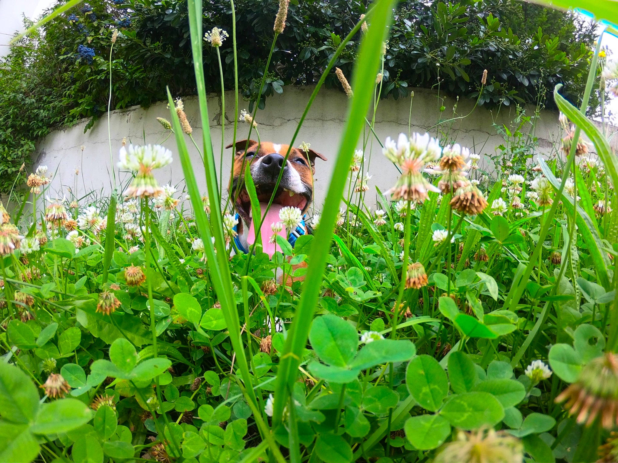 Oprah participe au concours pour gagner de l'argent avec cette photo : biome, fawn, flower, grass, grass_family, groundcover, landscape, leaf, leisure, meadow, natural_environment, natural_landscape, people_in_nature, petal, plant, plant_community, shrub, terrestrial_plant, vegetation, water
