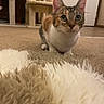 Marci joined the competition — help win amazing prizes! cat, kitten, tabby, white_fur, brown_fur, green_eyes, animal, pet, sitting, looking_at_camera, whiskers, ears, indoor, living_room, carpet, rug, cat_tree, home, portrait, cute