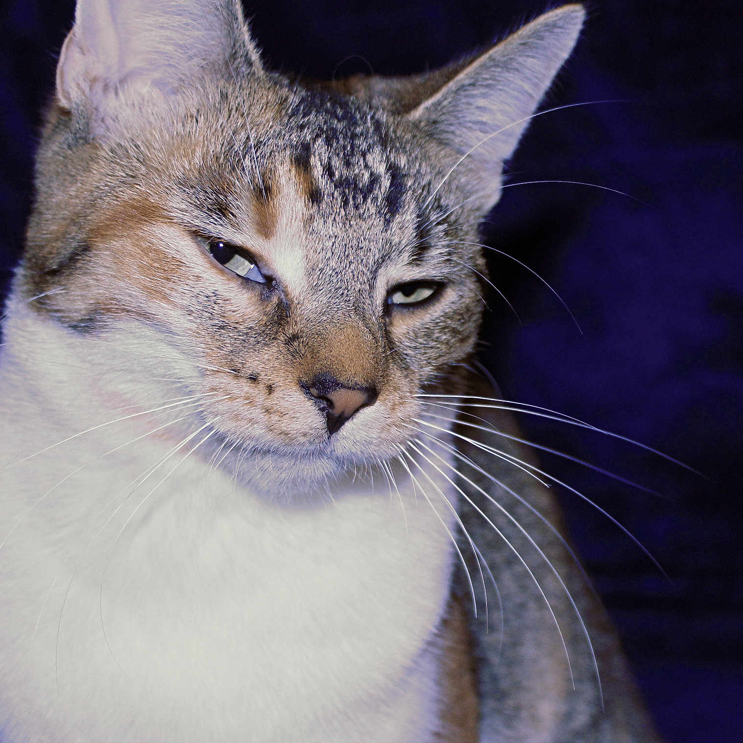 Marci joined the competition — help win amazing prizes! cat, tabby_cat, white_fur, animal, pet, feline, close_up, portrait, whiskers, ears, eyes, nose, fur, short_hair, serious_expression, front_facing, indoor, dark_background, purple_background, photography