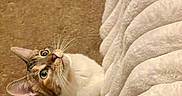Marci is registered to the contest to win money with this photo: cat, kitten, feline, pet, animal, tabby, white_fur, brown_fur, green_eyes, whiskers, ears, face, lying_down, blanket, bed, carpet, indoors, cozy, curious, portrait