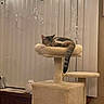 Marci joined the competition — help win amazing prizes! cat, tabby_cat, sleeping, indoor, pet, animal, cat_tree, scratching_post, tail, whiskers, fur, striped_fur, cozy, home, living_room, vertical_blinds, string_lights, ivy, furniture, relaxed