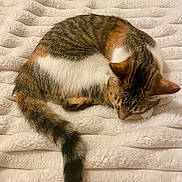 Marci joined the competition — help win amazing prizes! cat, sleeping, tabby, white_fur, brown_fur, curled_up, resting, quilt, blanket, bed, indoors, cozy, fluffy, furry, tail, closed_eyes, peaceful, pet, animal, portrait