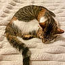 cat, sleeping, tabby, white_fur, brown_fur, curled_up, resting, quilt, blanket, bed, indoors, cozy, fluffy, furry, tail, closed_eyes, peaceful, pet, animal, portrait