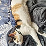 cat, calico_cat, feline, pet, sleeping, resting, blanket, bed, indoor, fur, whiskers, collar, paw, relaxed, animal, domestic_animal, soft_texture, cozy, comfort, patterned_bedspread