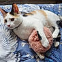 cat, calico, pet, animal, bed, blanket, blue, floral_pattern, fur, whiskers, paws, toy, plush, indoor, relaxed, cute, clutching, laying_down, domestic, cozy