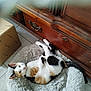 cat, calico_cat, pet_bed, fluffy, wooden_dresser, cardboard_box, floor_tiles, indoor, resting, looking, curious, animal, feline, ears, tail, fur, relaxed, home, cozy, comfortable