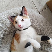 Minny a rejoint le concours — aidez-le/la à gagner de superbes lots ! cat, calico, pet, animal, feline, fluffy_bed, resting, indoors, floor_tiles, collar, cute, relaxed, white, black, orange, paw, fur, domestic, companion, box