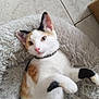 cat, calico, pet, animal, feline, fluffy_bed, resting, indoors, floor_tiles, collar, cute, relaxed, white, black, orange, paw, fur, domestic, companion, box