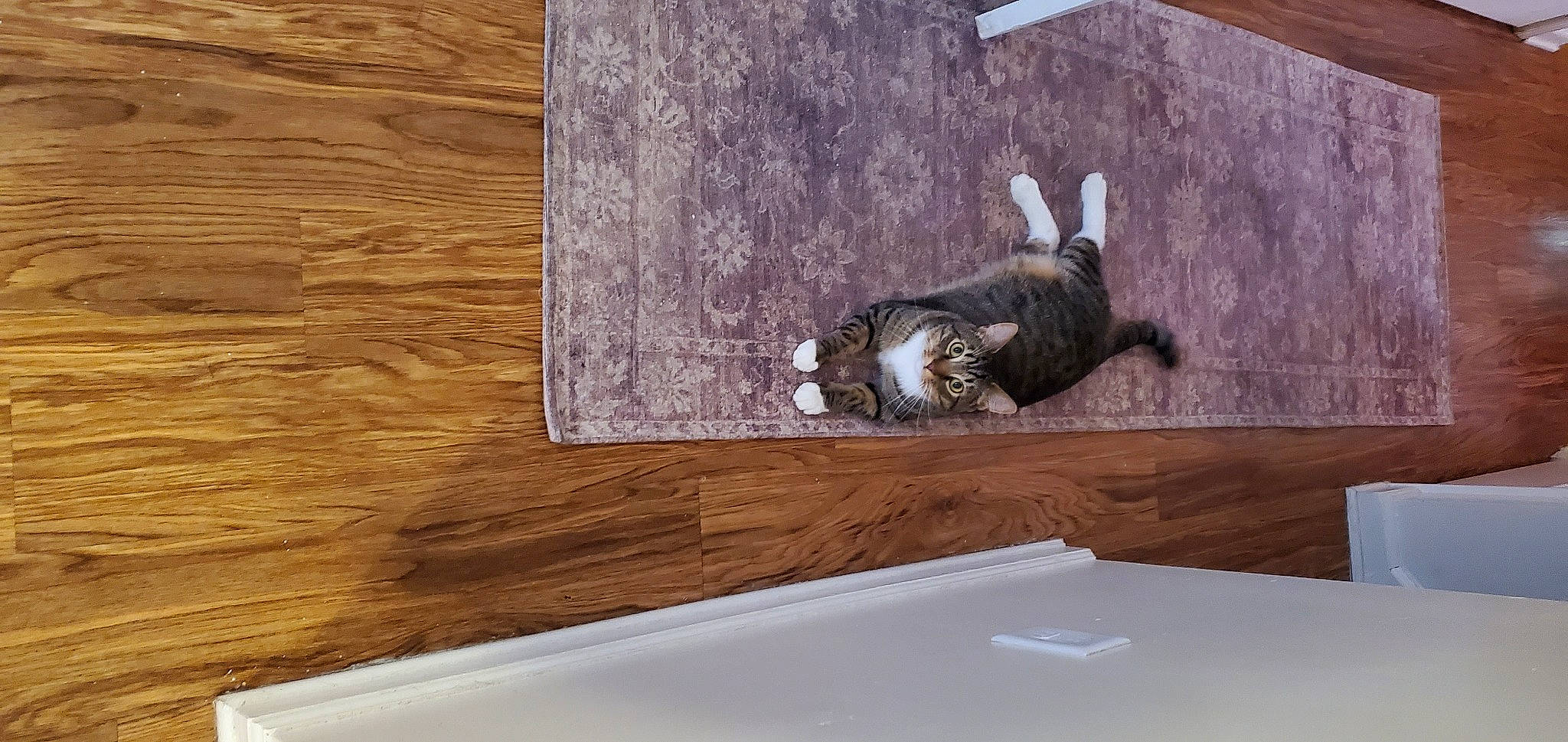 Jace is registered to the contest to win money with this photo: art, carnivore, felidae, floor, flooring, fur, hardwood, laminate_flooring, plank, plywood, rectangle, room, sculpture, small_to_medium_sized_cats, tail, varnish, window, wood, wood_flooring, wood_stain