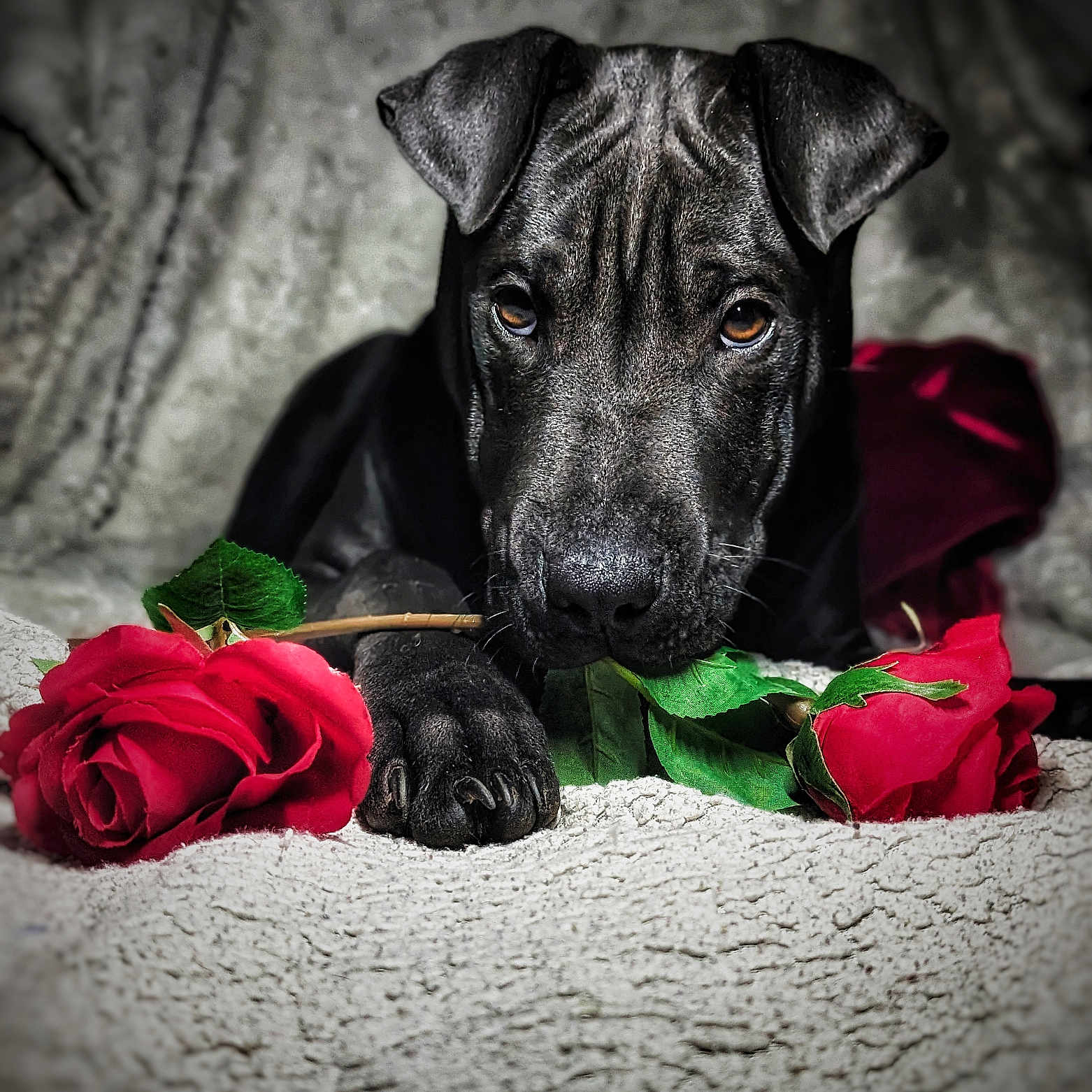 Vénom a rejoint le concours — aidez-le/la à gagner de superbes lots ! animal, bulldog, canine, dog, flower, flowerarrangement, flowerbouquet, geranium, greatdane, hound, ikebana, labradorretriever, leaf, pet, petal, pitbull, plant, pointer, puppy, rose