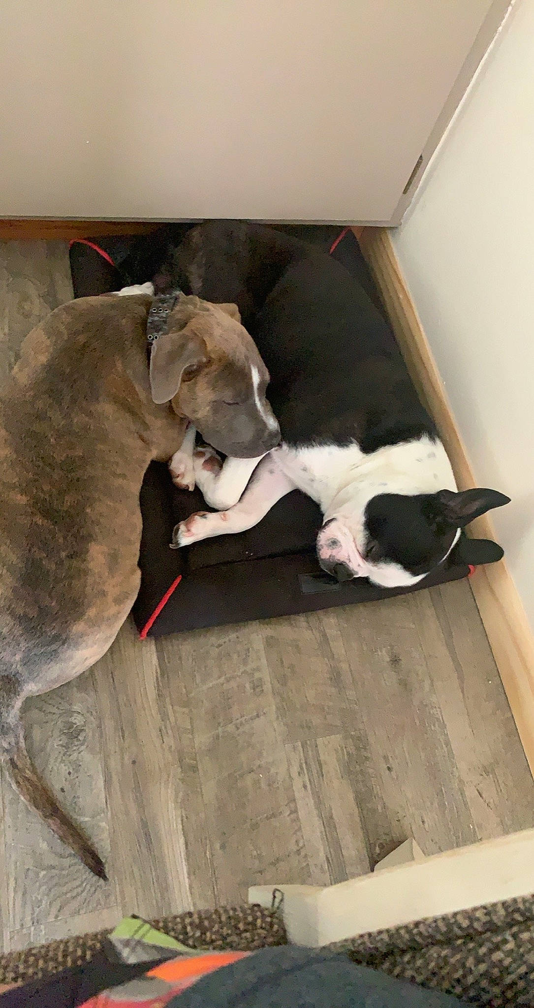 Snoop joined the competition — help win amazing prizes! canidae, carnivore, comfort, companion_dog, dog, dog_breed, fawn, felidae, floor, flooring, grey, hardwood, linens, non_sporting_group, plywood, room, sporting_group, tail, wood, working_animal