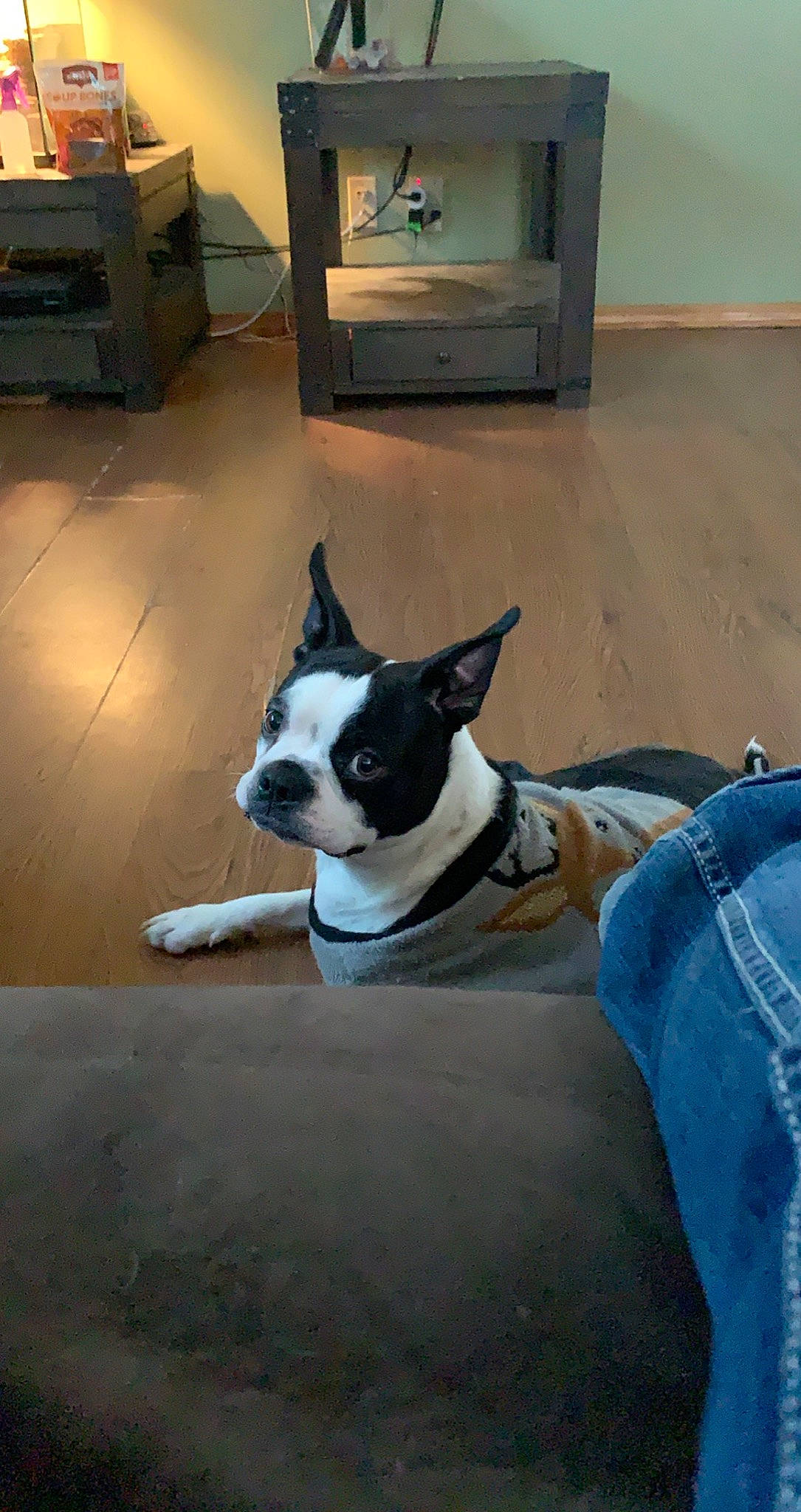 Snoop joined the competition — help win amazing prizes! blue, cabinetry, carnivore, collar, companion_dog, dog, dog_breed, dog_supply, door, fawn, floor, flooring, refrigerator, snout, sporting_group, tail, television, whiskers, window, wood