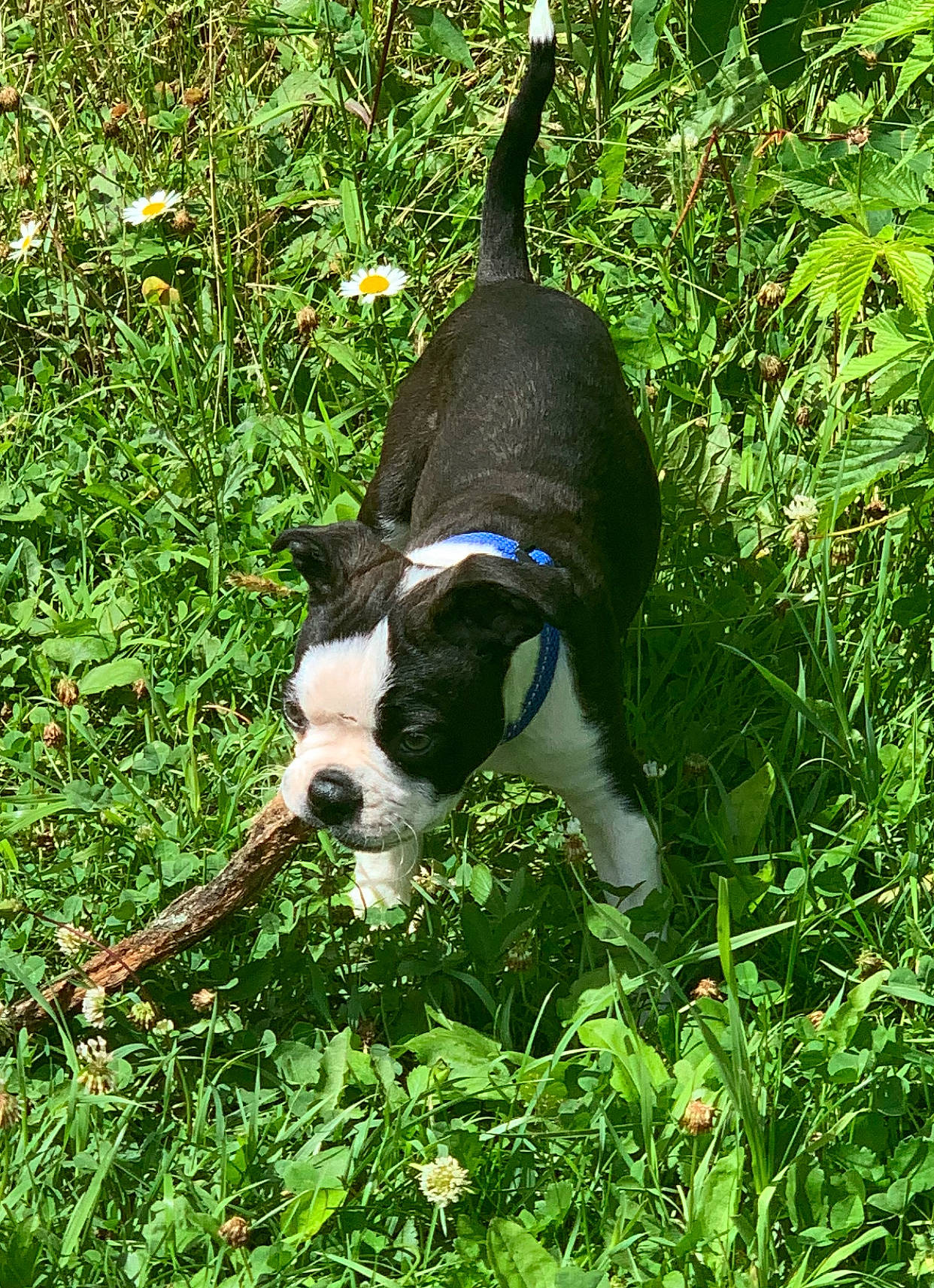 Snoop joined the competition — help win amazing prizes! boston_terrier, canidae, carnivore, collar, companion_dog, dog, dog_breed, dog_collar, fawn, grass, grass_family, groundcover, herbaceous_plant, plant, shrub, sporting_group, tail, terrestrial_animal, terrestrial_plant, working_animal