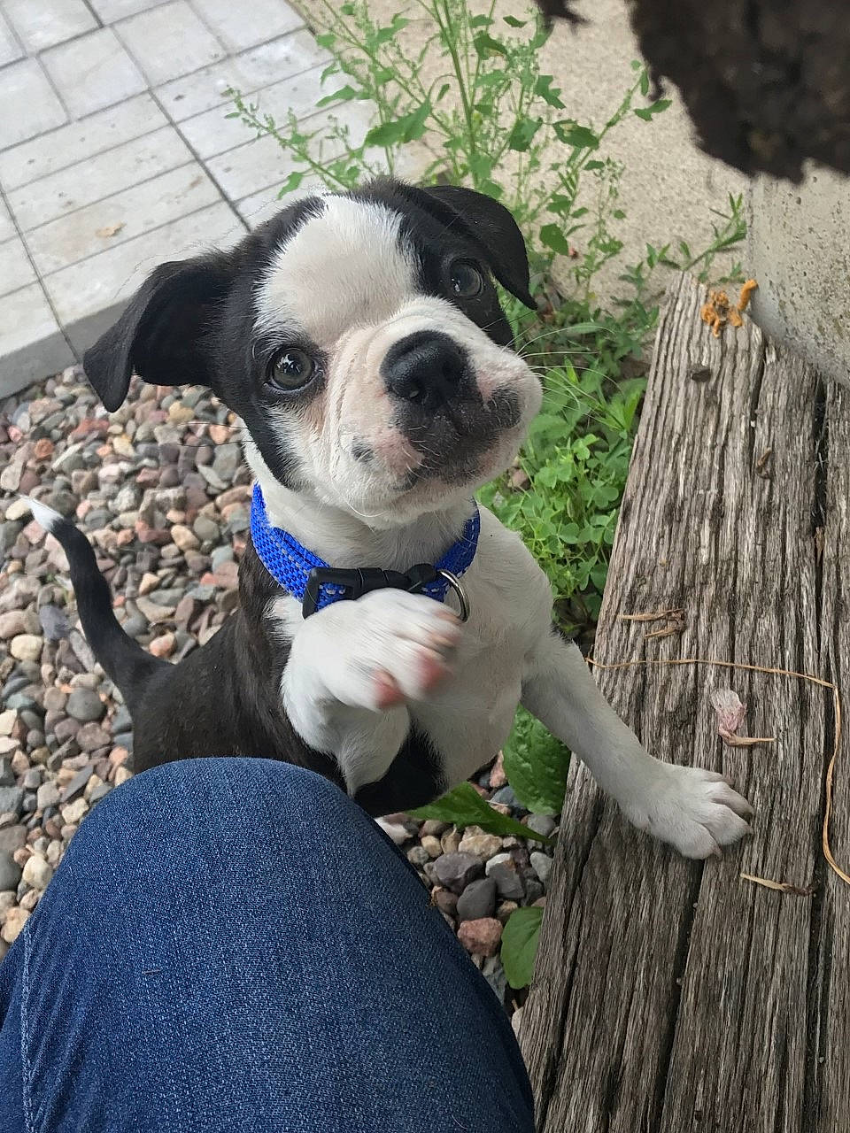 Snoop is registered to the contest to win money with this photo: boston_terrier, canidae, carnivore, collar, companion_dog, dog, dog_breed, dog_collar, electric_blue, fawn, grass, plant, snout, sporting_group, tail, toy_dog, tree, trunk, wood, working_animal