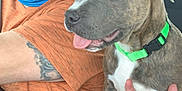 Rocco joined the competition — help win amazing prizes! baseball_cap, beard, cap, carnivore, collar, companion_dog, dog, dog_breed, dog_collar, event, eyewear, fawn, glasses, goggles, hat, moustache, snout, sporting_group, sunglasses, working_animal
