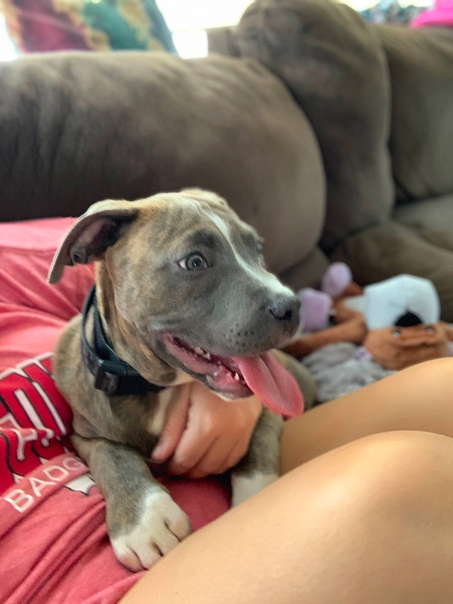 Rocco joined the competition — help win amazing prizes! canidae, carnivore, collar, comfort, companion_dog, couch, dog, dog_breed, grey, guard_dog, non_sporting_group, pillow, sighthound, sporting_group, whiskers