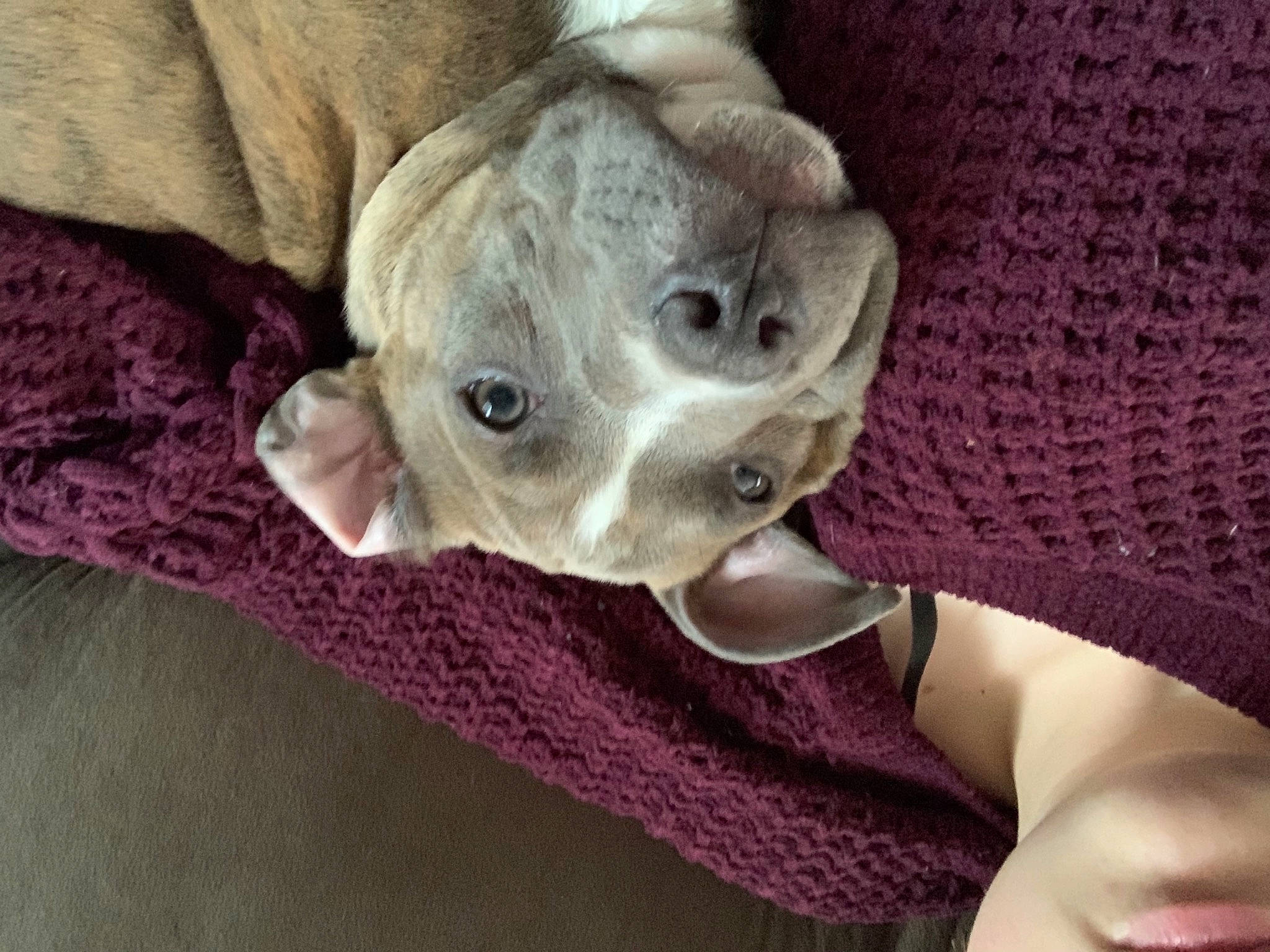 Rocco is registered to the contest to win money with this photo: canidae, carnivore, collar, comfort, companion_dog, dog, dog_breed, dog_supply, ear, fawn, linens, magenta, pet_supply, sleeve, snout, sporting_group, toy_dog, whiskers, working_animal, wrinkle