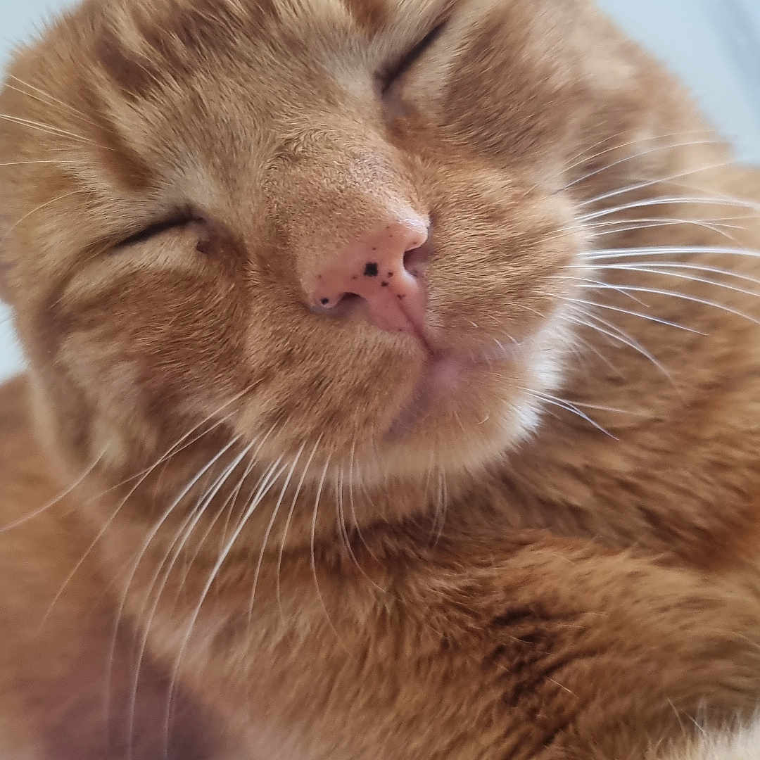Alvin participe au concours pour gagner de l'argent avec cette photo : abyssinian, animal, bodypart, brush, cat, computer, computerhardware, device, electronics, hardware, hardwood, kitten, laptop, light, manx, mouth, person, pet, tool, wood