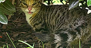 Mittens joined the competition — help win amazing prizes! cat, tabby, animal, pet, outdoor, greenery, leaves, grass, nature, feline, mammal, wildlife, curious, whiskers, tail, forest_floor, shade, plants, closeup, daylight