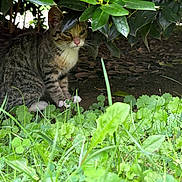 Mittens joined the competition — help win amazing prizes! cat, tabby, animal, pet, grass, greenery, leaves, bush, outdoor, nature, shade, curious, wildlife, feline, sitting, ground, plant, closeup, mammal, eye