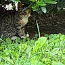 cat, tabby, animal, pet, grass, greenery, leaves, bush, outdoor, nature, shade, curious, wildlife, feline, sitting, ground, plant, closeup, mammal, eye