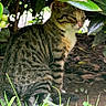Mittens joined the competition — help win amazing prizes! cat, tabby_cat, animal, outdoor, leaf, greenery, bush, nature, pet, feline, wildlife, grass, soil, quiet, resting, camouflage, brown, striped, small_animal, sunlight