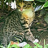 Mittens joined the competition — help win amazing prizes! cat, tabby, green_eyes, outdoor, nature, leaves, bushes, grass, clover, animal, pet, fur, whiskers, ground, curious, sitting, wildlife, close_up, mammal, daylight