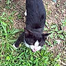 Sylvester is registered to the contest to win money with this photo: cat, black_and_white_cat, animal, grass, dirt, outdoor, pet, feline, whiskers, ears, mouth_open, nature, greenery, plant, leaf, ground, small_animal, cute, fur, closeup