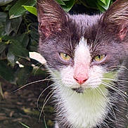 Sylvester is registered to the contest to win money with this photo: cat, tuxedo_cat, green_eyes, pink_nose, whiskers, fur, outdoor, leaves, bush, nature, animal, pet, closeup, portrait, serious_expression, wildlife, mammal, face, plant
