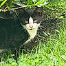 Sylvester joined the competition — help win amazing prizes! cat, black_and_white, animal, outdoor, grass, greenery, bushes, nature, pet, feline, whiskers, leaf, curious, eyes, wildlife, mammal, garden, plant, daylight, alert