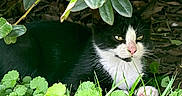 Sylvester joined the competition — help win amazing prizes! cat, black_and_white, animal, outdoor, grass, leaves, plants, nature, relaxed, feline, pet, wildlife, greenery, shade, resting, close_up, whiskers, pink_nose, quiet, calm