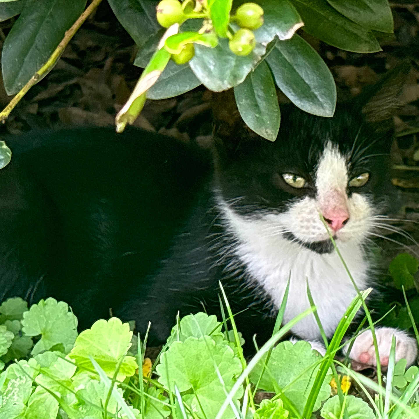 Sylvester