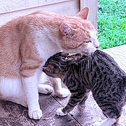 Thomas And Mittens joined the competition — help win amazing prizes! cat, orange_cat, tabby_cat, pets, animal, feline, outdoor, wooden_floor, porch, grass, nuzzling, grooming, affection, companionship, cute, domestic_animal, close_up, two_cats, friendship, natural_light