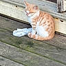 kitten, cat, orange_cat, white_cat, sleeping, porch, wooden_floor, paper, outdoor, pet, animal, feline, young_animal, resting, quiet, sunlight, closeup, domestic_cat, cute, fluffy