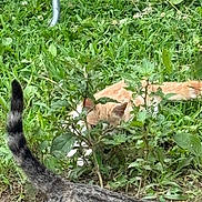Athena is registered to the contest to win money with this photo: cat, orange_cat, striped_cat, tail, grass, plants, greenery, outdoor, nature, hide_and_seek, animal, pet, feline, fur, whiskers, leaf, ground, daylight, garden, camouflage