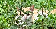 Athena is registered to the contest to win money with this photo: animal, animal_face, camouflage, cat, curious, ears, eyes, feline, grass, greenery, ground, hidden, leaf, nature, orange_cat, outdoor, pet, plants, white_cat, wild