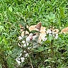 cat, orange_cat, white_cat, plants, greenery, grass, outdoor, animal, nature, pet, feline, camouflage, leaf, ground, wild, hidden, curious, animal_face, ears, eyes