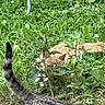 cat, tabby_cat, ginger_cat, outdoor, grass, plants, greenery, tail, nature, stealth, animal, pet, feline, walking, hidden, leafy, daylight, closeup, mammal, playful