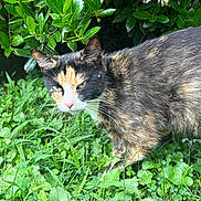 Priscilla is registered to the contest to win money with this photo: animal, calico, cat, closeup, daylight, ears, eyes, fur, grass, greenery, leaf, mammal, nature, nose, outdoor, pet, plant, walking, whiskers, wildlife
