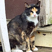 Priscilla is registered to the contest to win money with this photo: cat, calico, animal, pet, fur, whiskers, ears, door, wood, porch, outdoor, sitting, quiet, nature, old, texture, closeup, feline, resting, peaceful