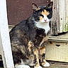 Priscilla is registered to the contest to win money with this photo: animal, calico, cat, closeup, door, ears, feline, fur, nature, old, outdoor, peaceful, pet, porch, quiet, resting, sitting, texture, whiskers, wood