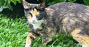 Priscilla joined the competition — help win amazing prizes! cat, tortoiseshell_cat, animal, pet, outdoor, grass, greenery, nature, feline, walking, fur, whiskers, leaf, plant, daylight, closeup, mammal, cute, alert, wildlife