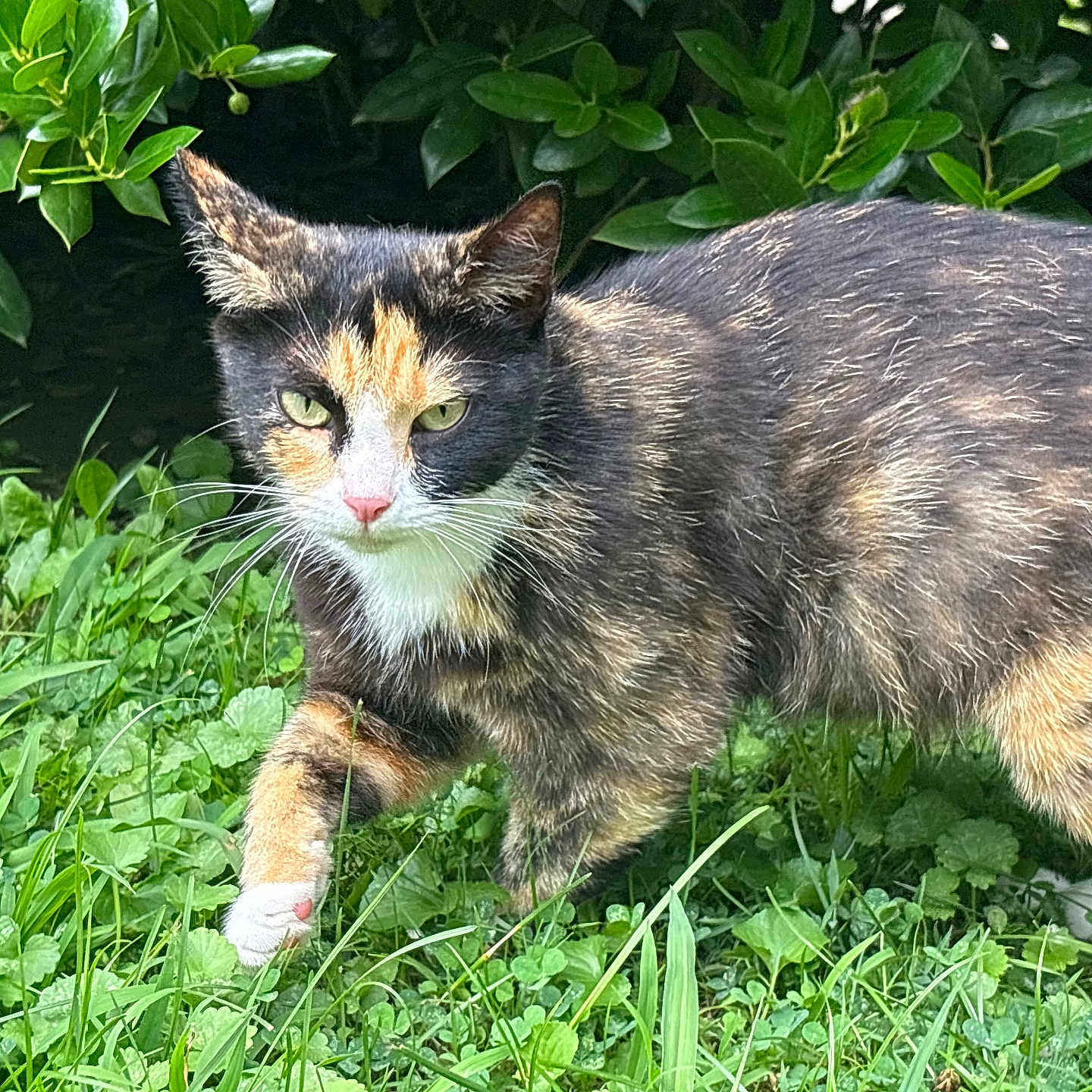 Priscilla
