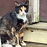 Priscilla joined the competition — help win amazing prizes! cat, calico_cat, animal, pet, feline, sitting, wooden_porch, door, outdoor, fur, whiskers, ears, paws, closeup, mammal, domestic_animal, nature, quiet, vintage, texture