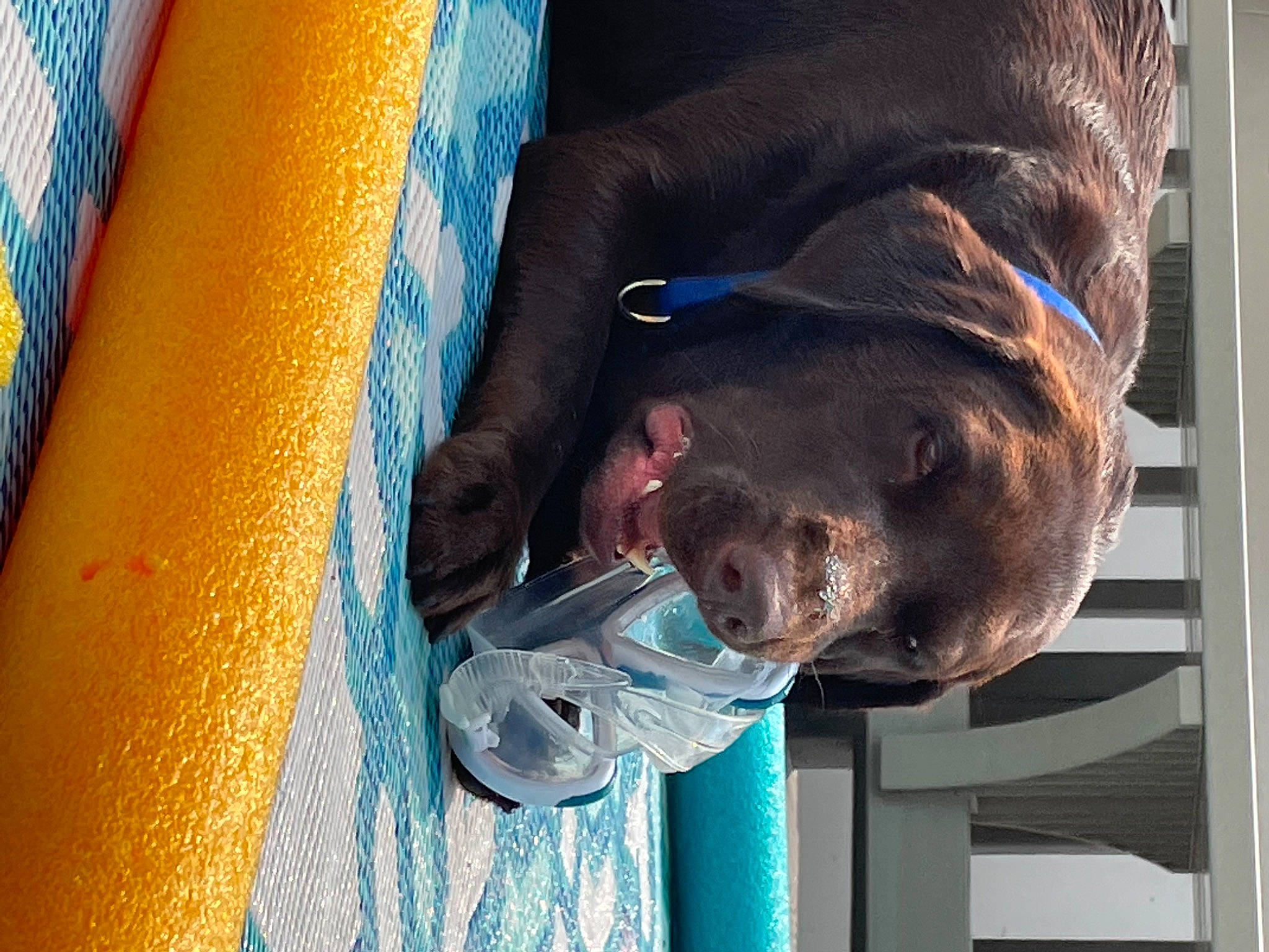 Maxx joined the competition — help win amazing prizes! blue, carnivore, comfort, dog, dog_breed, electric_blue, fun, liver, outdoor_play_equipment, snout, sporting_group, tree, working_animal