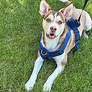 Obi is registered to the contest to win money with this photo: dog, canine, pet, animal, grass, outdoor, harness, leash, brown, white, ears, happy, smiling, tongue, nature, mammal, playful, friendly, sitting, daylight
