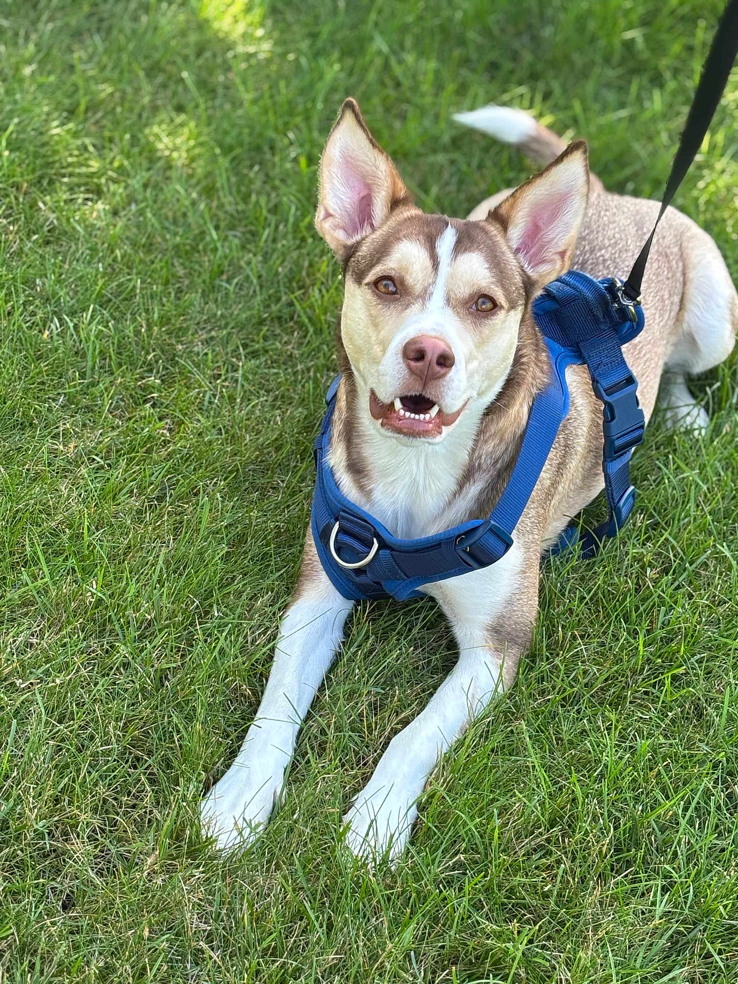 Obi